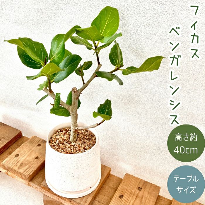 観葉植物現品販売