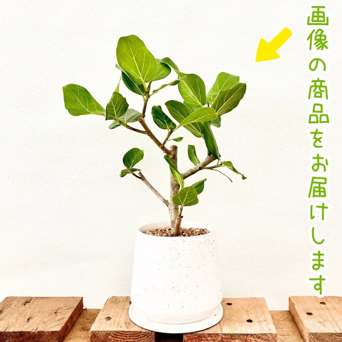 観葉植物現品販売
