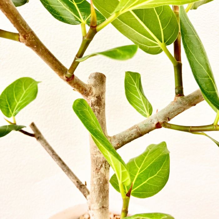 観葉植物現品販売