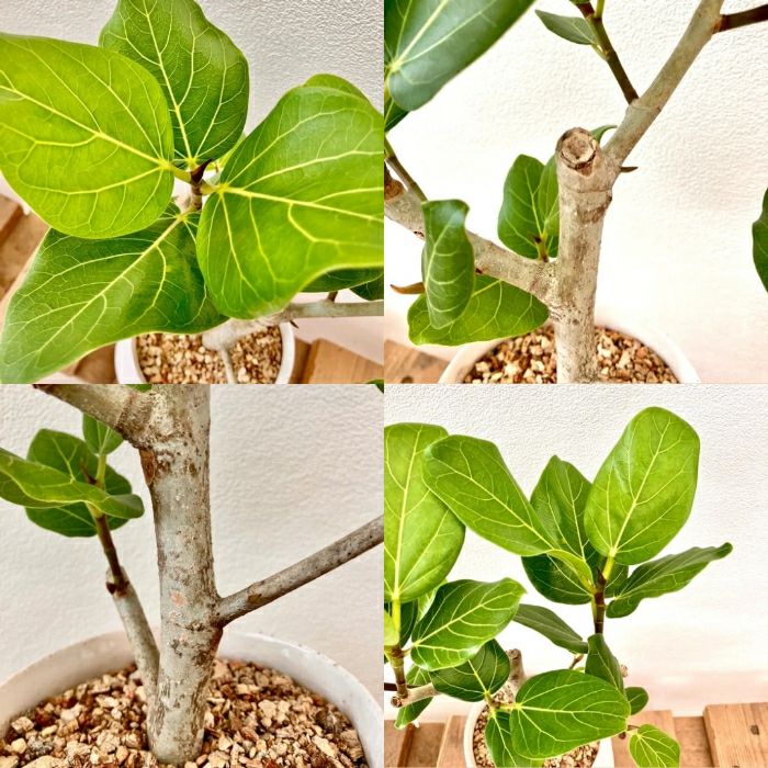 観葉植物現品販売