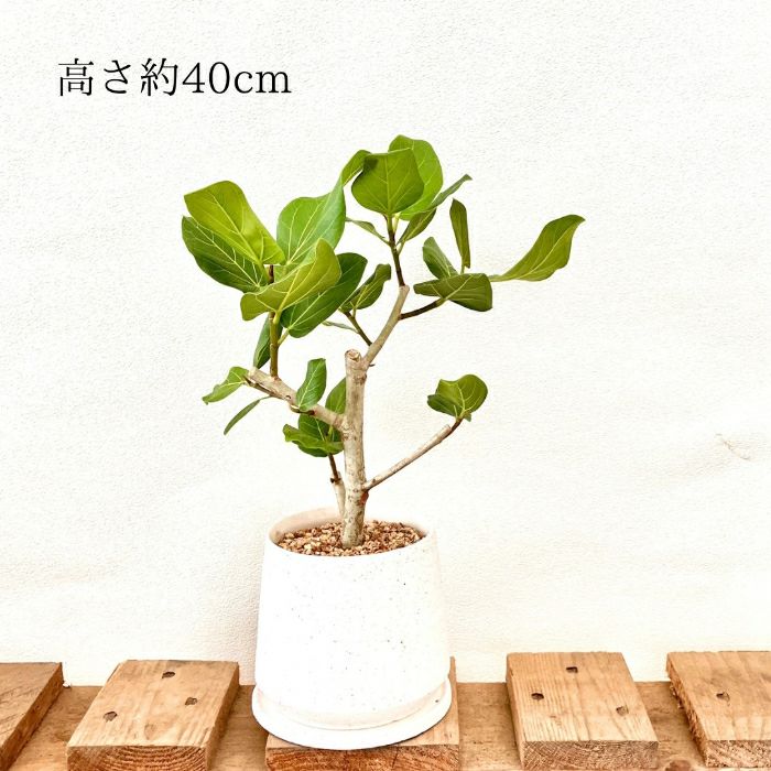 観葉植物現品販売