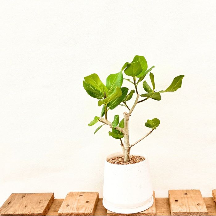 観葉植物現品販売