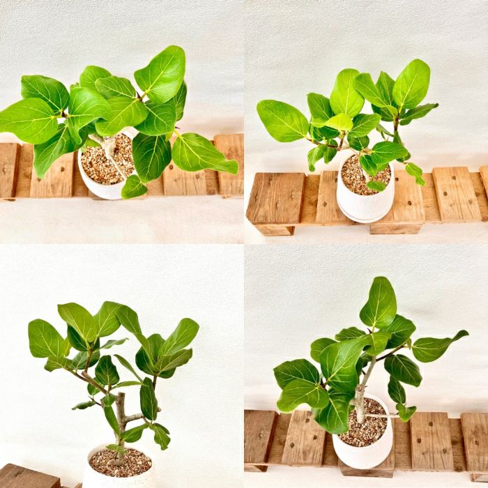 観葉植物現品販売