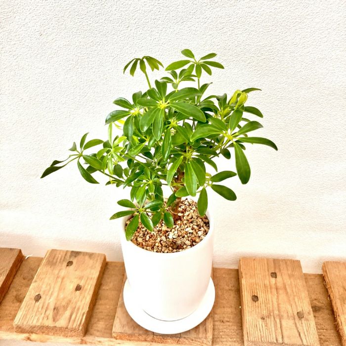 観葉植物現品販売