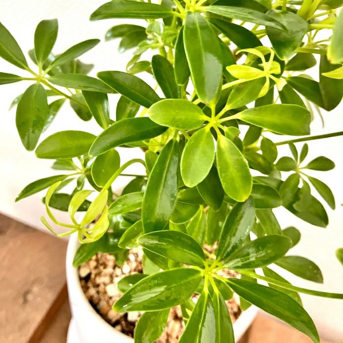 観葉植物現品販売