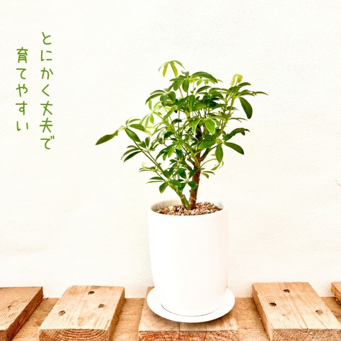 観葉植物現品販売