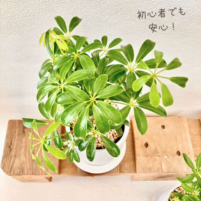 観葉植物現品販売