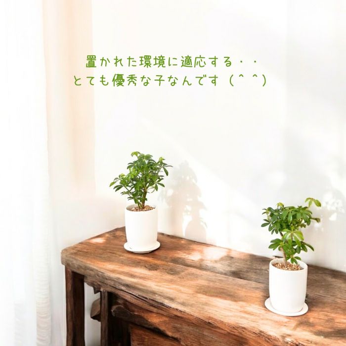 観葉植物現品販売