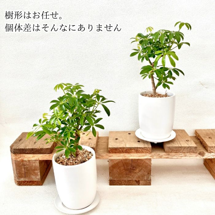 観葉植物現品販売