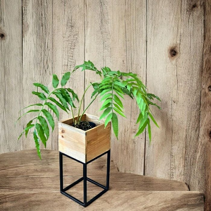 観葉植物現品販売