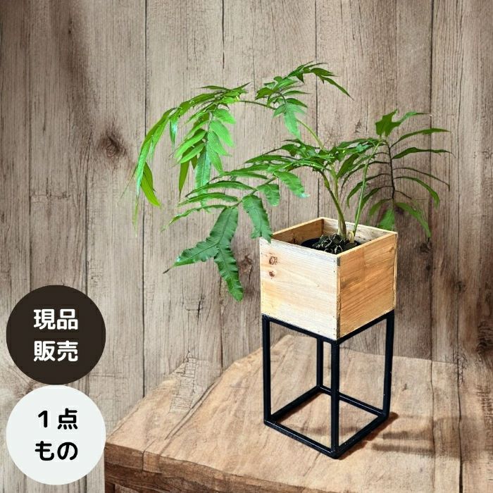 観葉植物現品販売