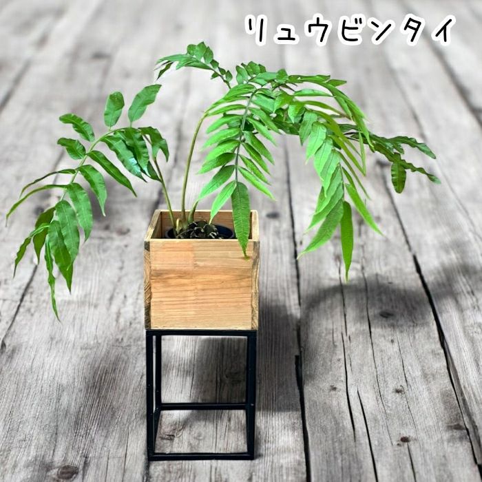 観葉植物現品販売
