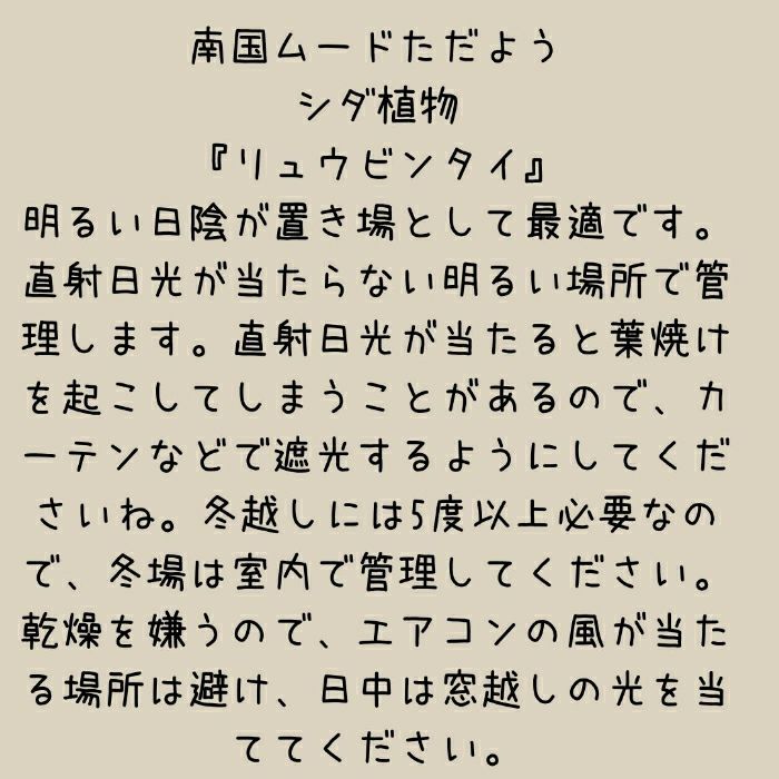 観葉植物現品販売