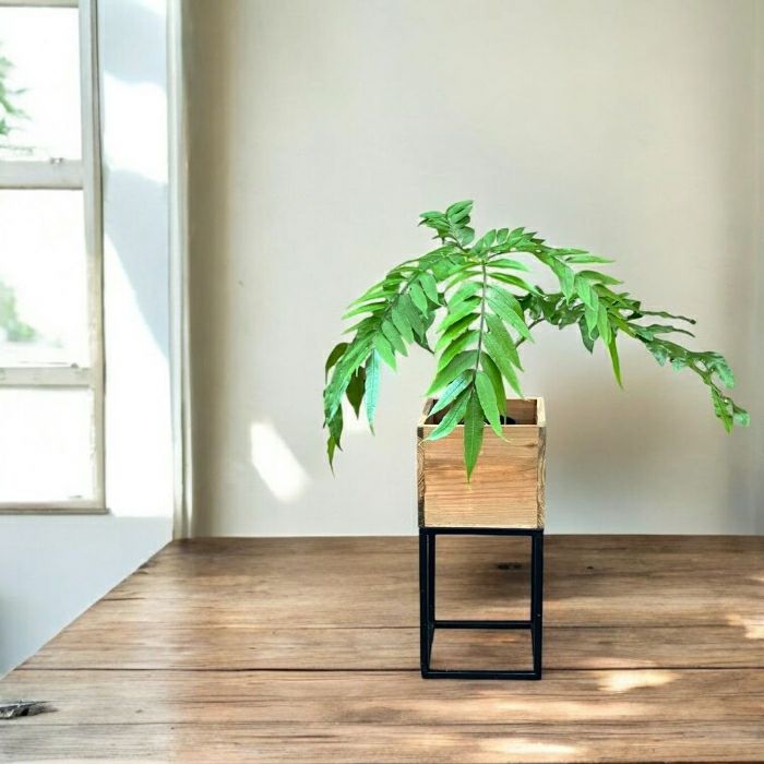 観葉植物現品販売