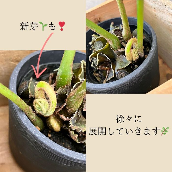 観葉植物現品販売