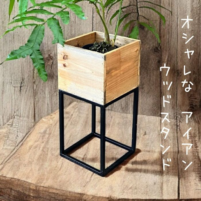 観葉植物現品販売