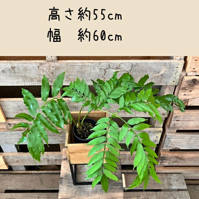 観葉植物現品販売