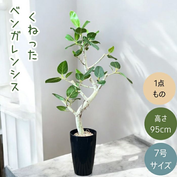 観葉植物現品販売