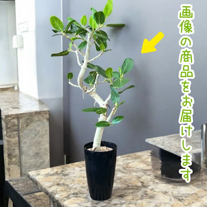 観葉植物現品販売