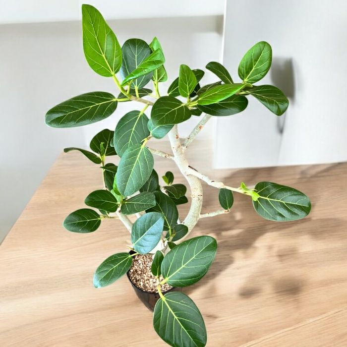 観葉植物現品販売