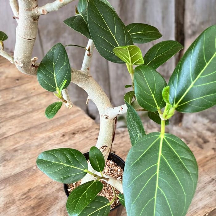 観葉植物現品販売