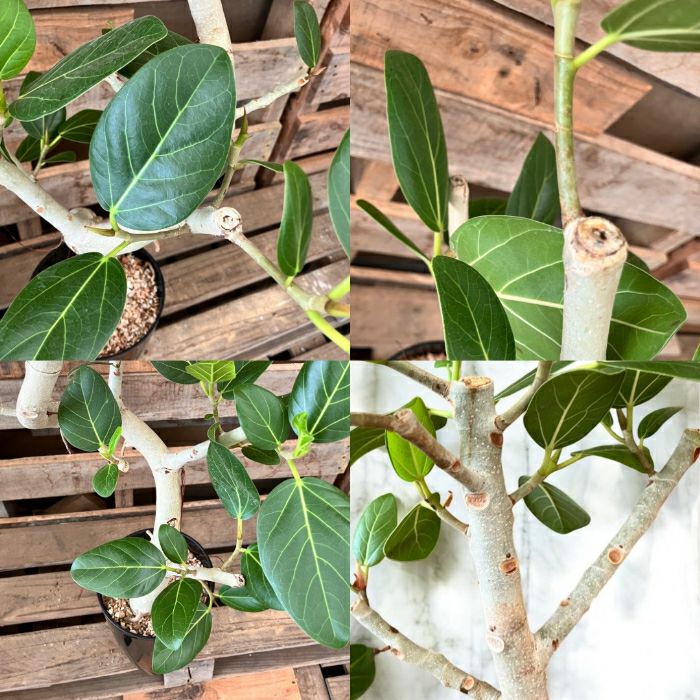 観葉植物現品販売