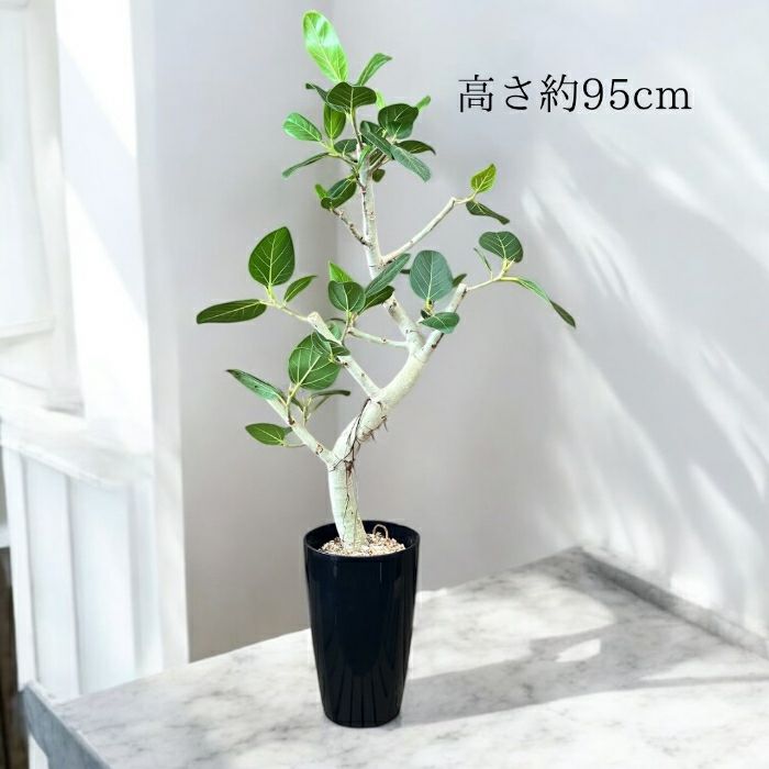 観葉植物現品販売