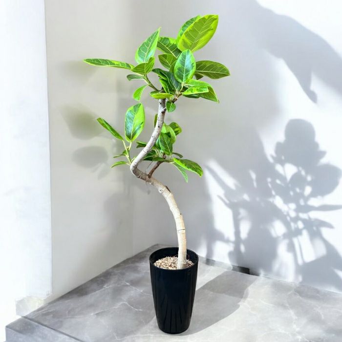 観葉植物現品販売