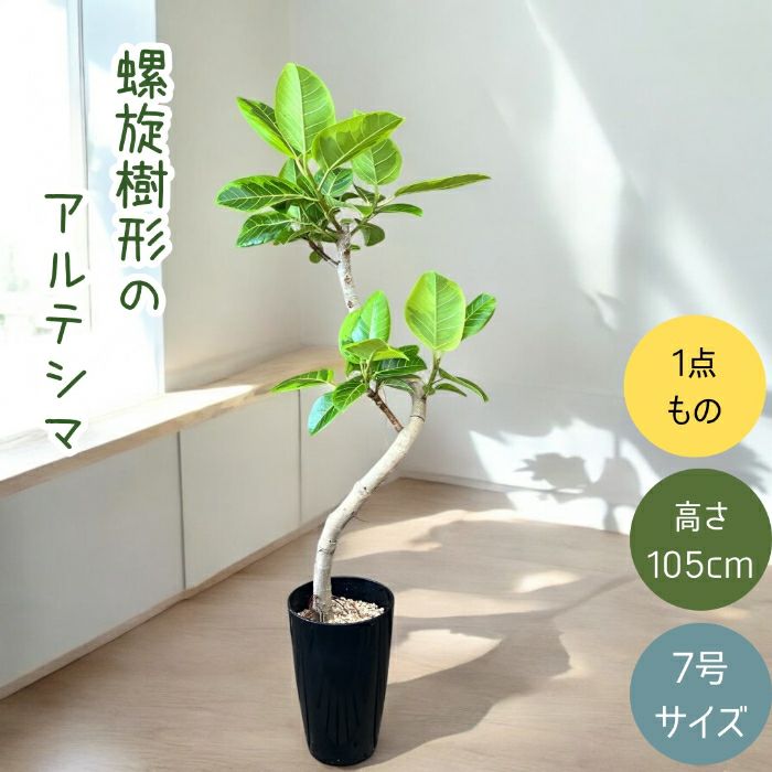 観葉植物現品販売