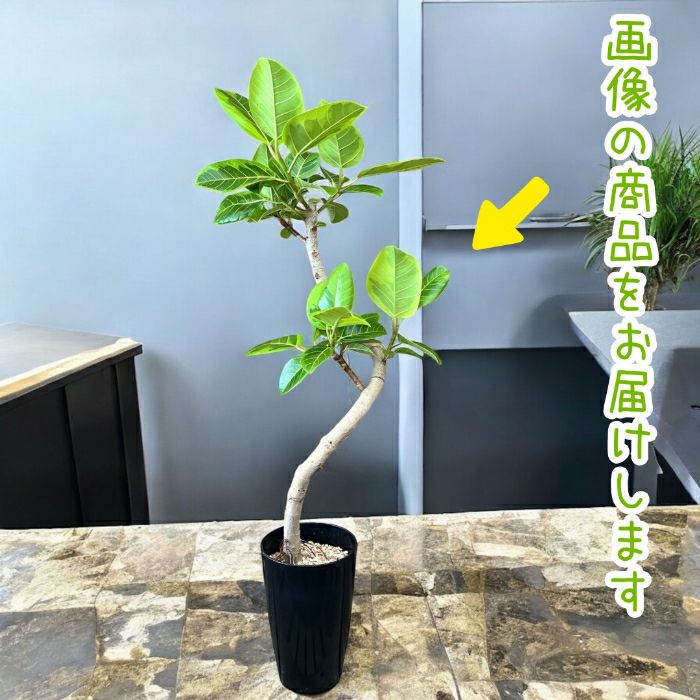 観葉植物現品販売