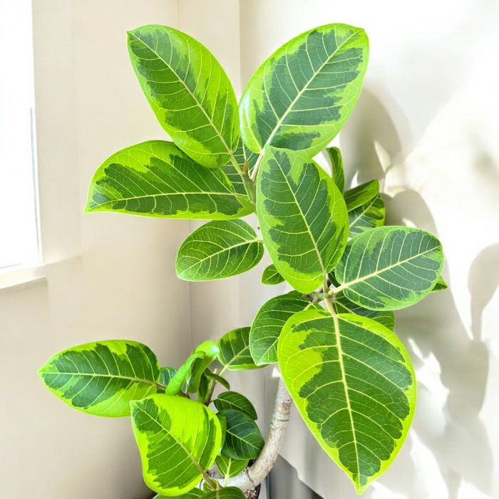 観葉植物現品販売