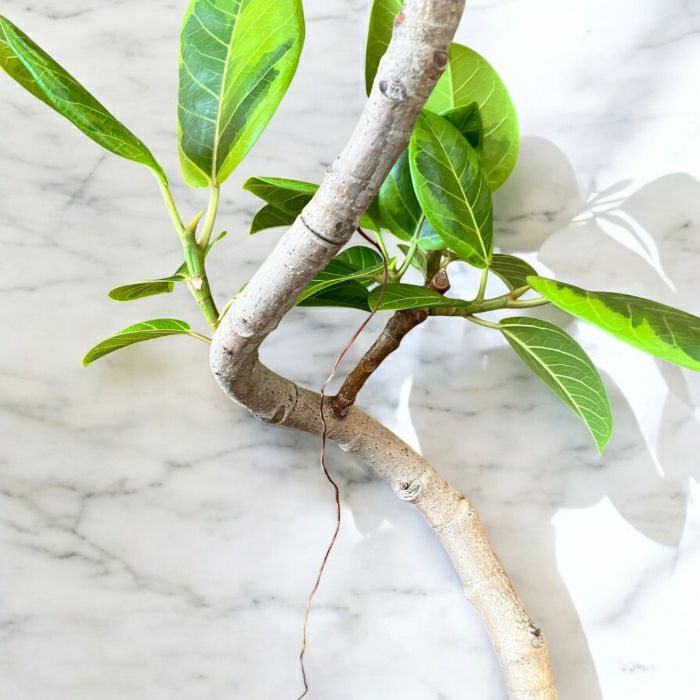 観葉植物現品販売