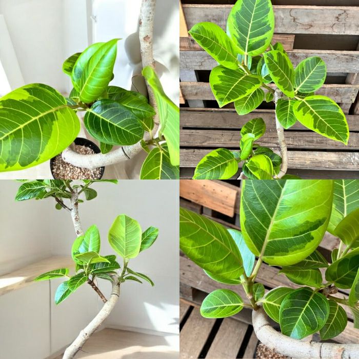 観葉植物現品販売