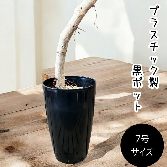 観葉植物現品販売