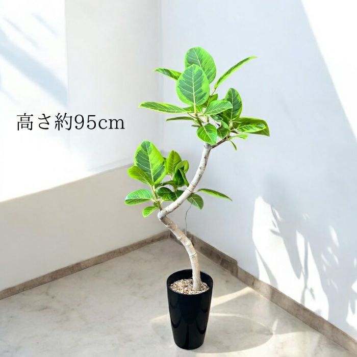 観葉植物現品販売