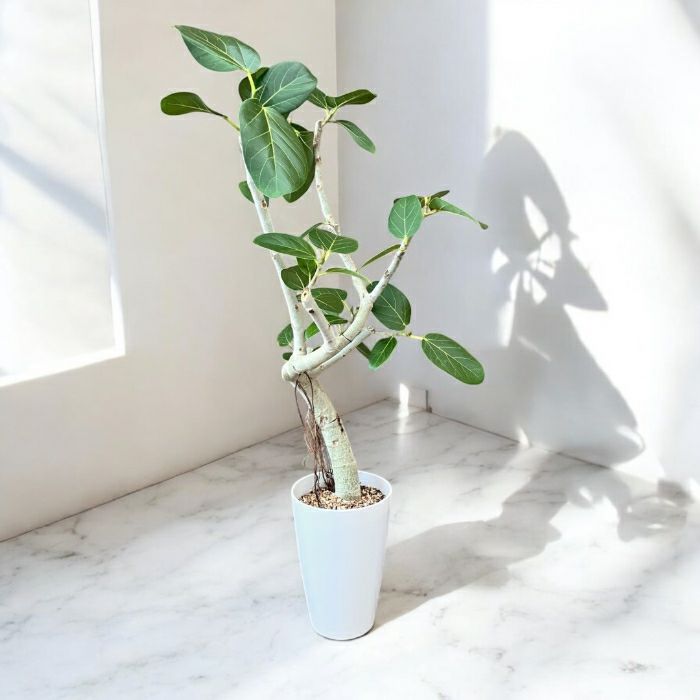 観葉植物現品販売