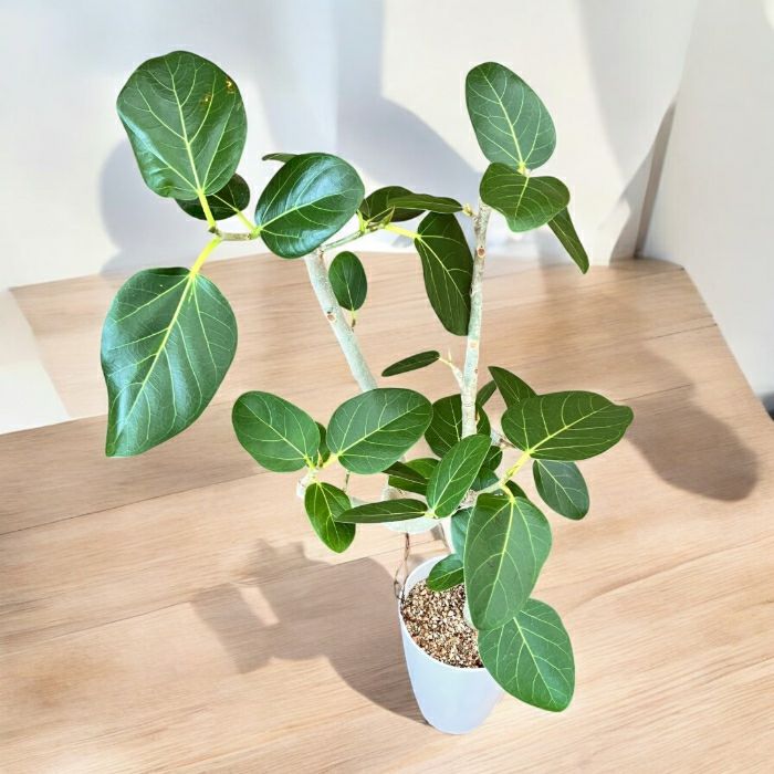 観葉植物現品販売