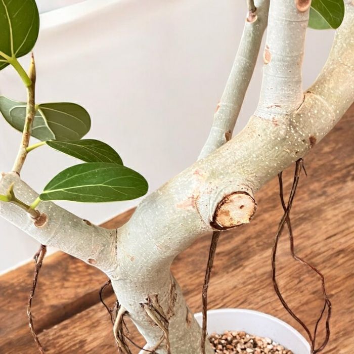 観葉植物現品販売