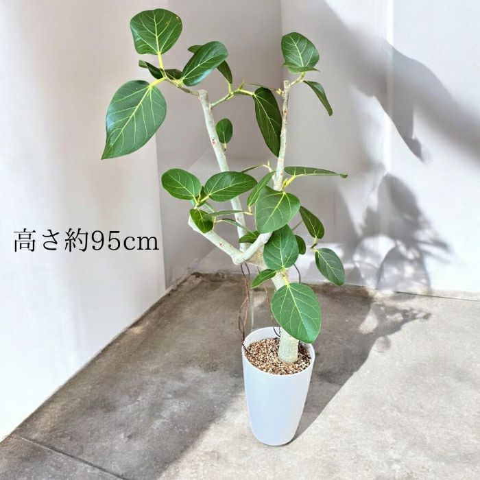 観葉植物現品販売