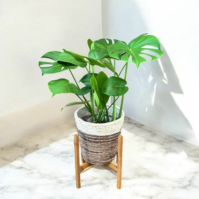 観葉植物現品販売