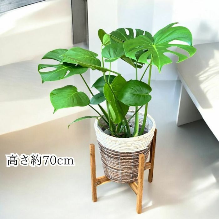 観葉植物現品販売