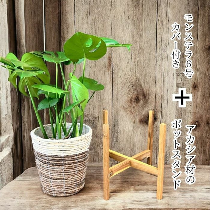 観葉植物現品販売