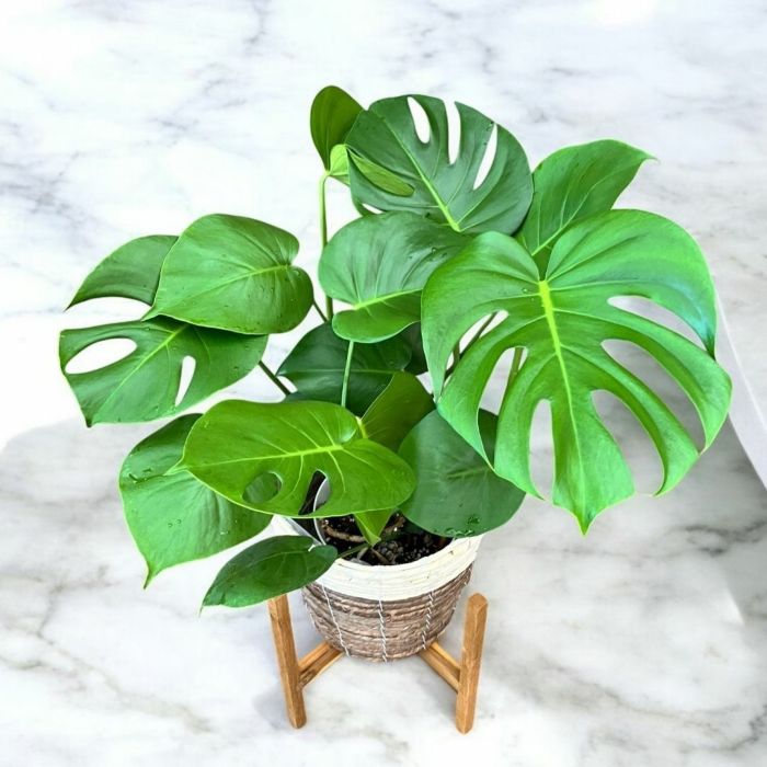 観葉植物現品販売