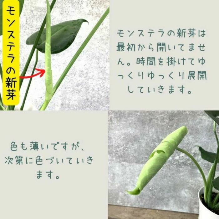 観葉植物現品販売