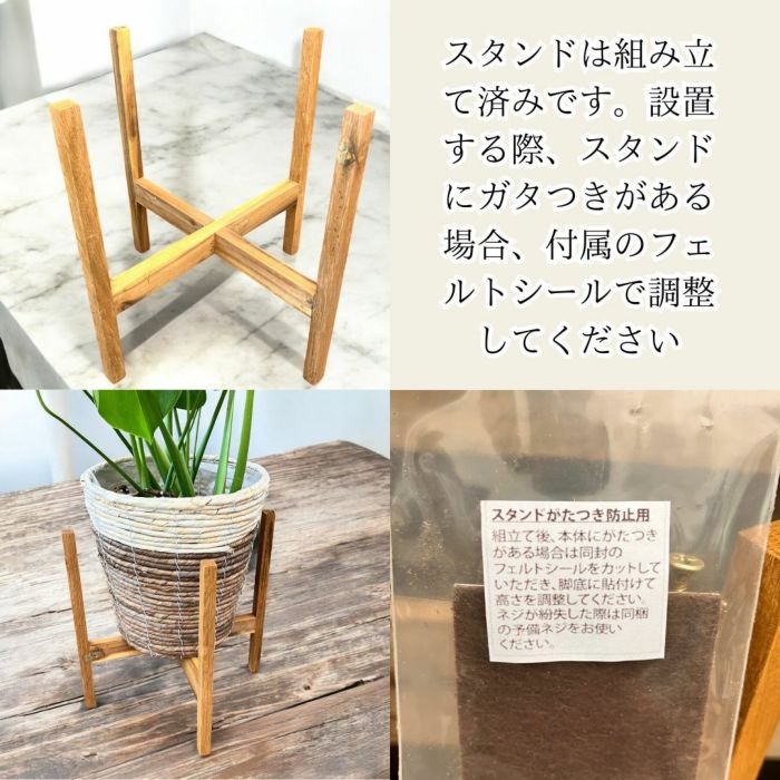 観葉植物現品販売