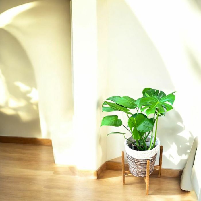 観葉植物現品販売