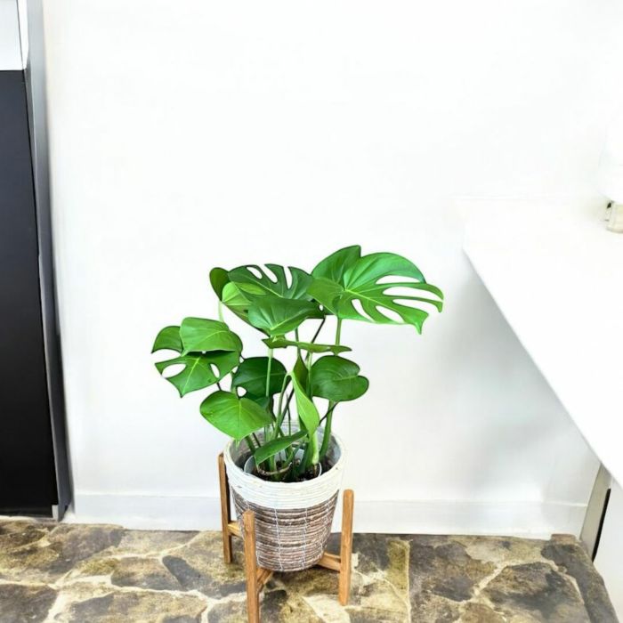 観葉植物現品販売