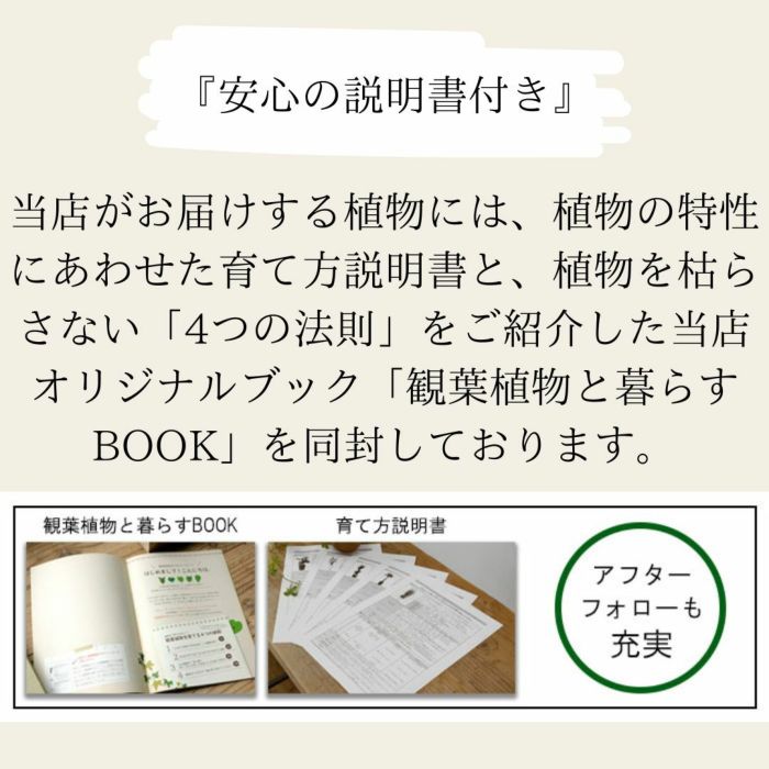 観葉植物現品販売