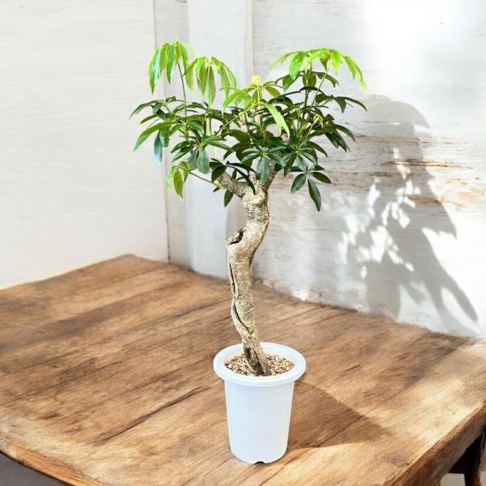 観葉植物現品販売