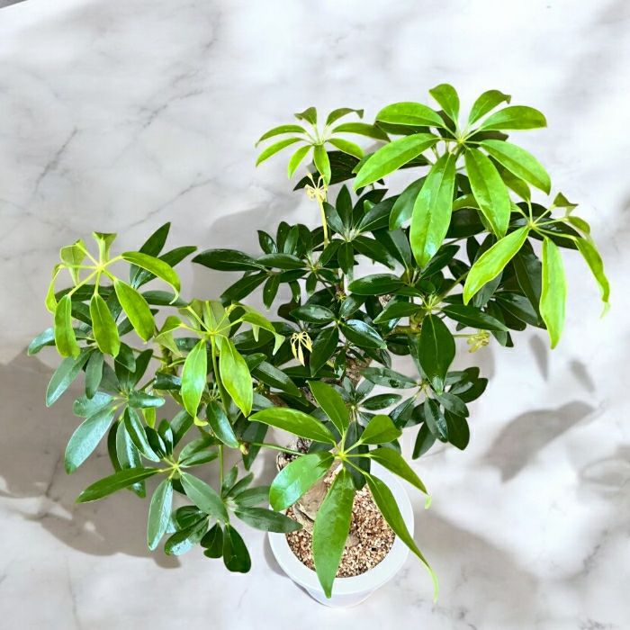 観葉植物現品販売